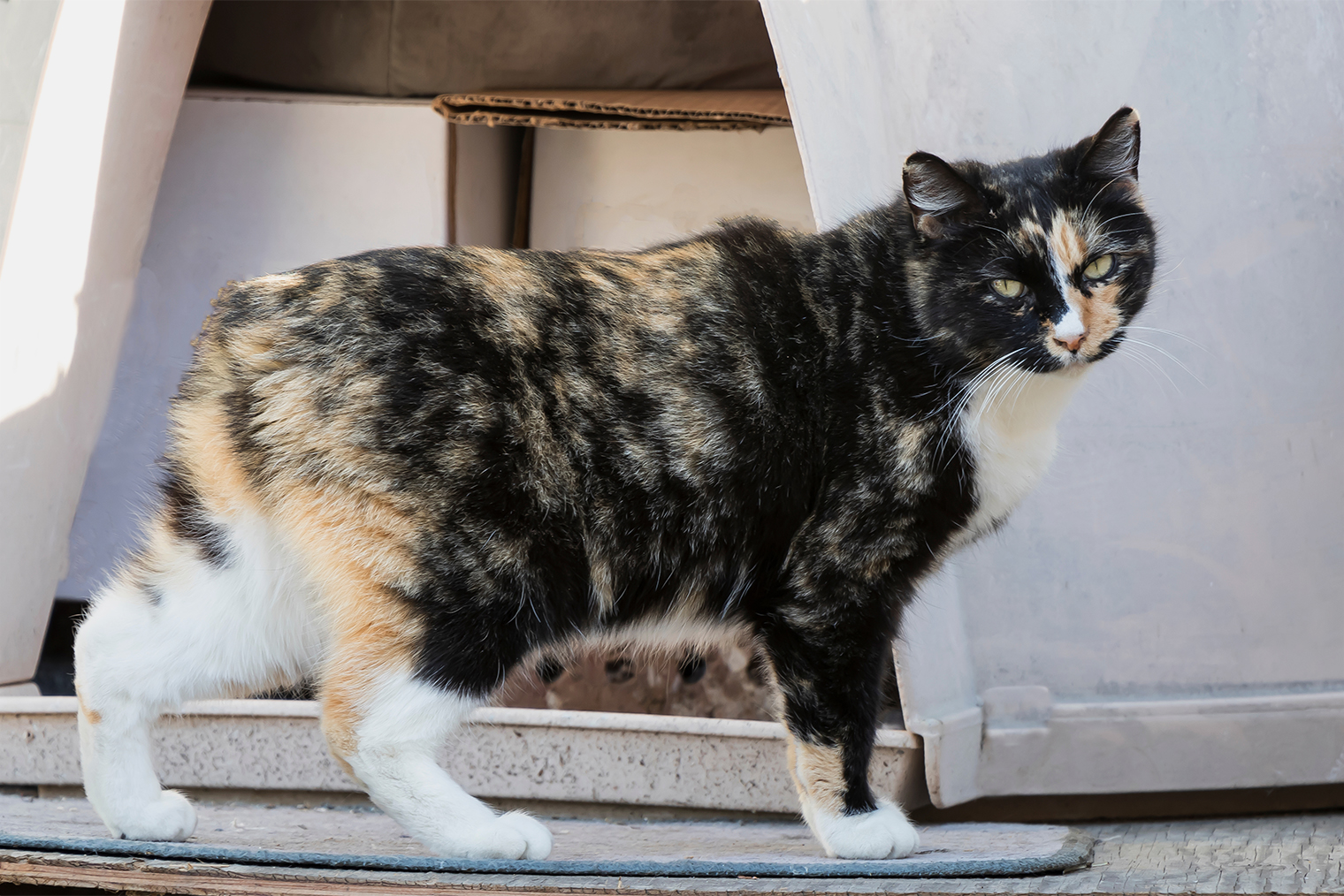 Мэнская порода кошек появилась на острове Мэн. Изоляция повлияла на закрепление генетической мутации: у многих представителей породы нет хвоста. Фотография: PradaBrownk / Shutterstock / FOTODOM