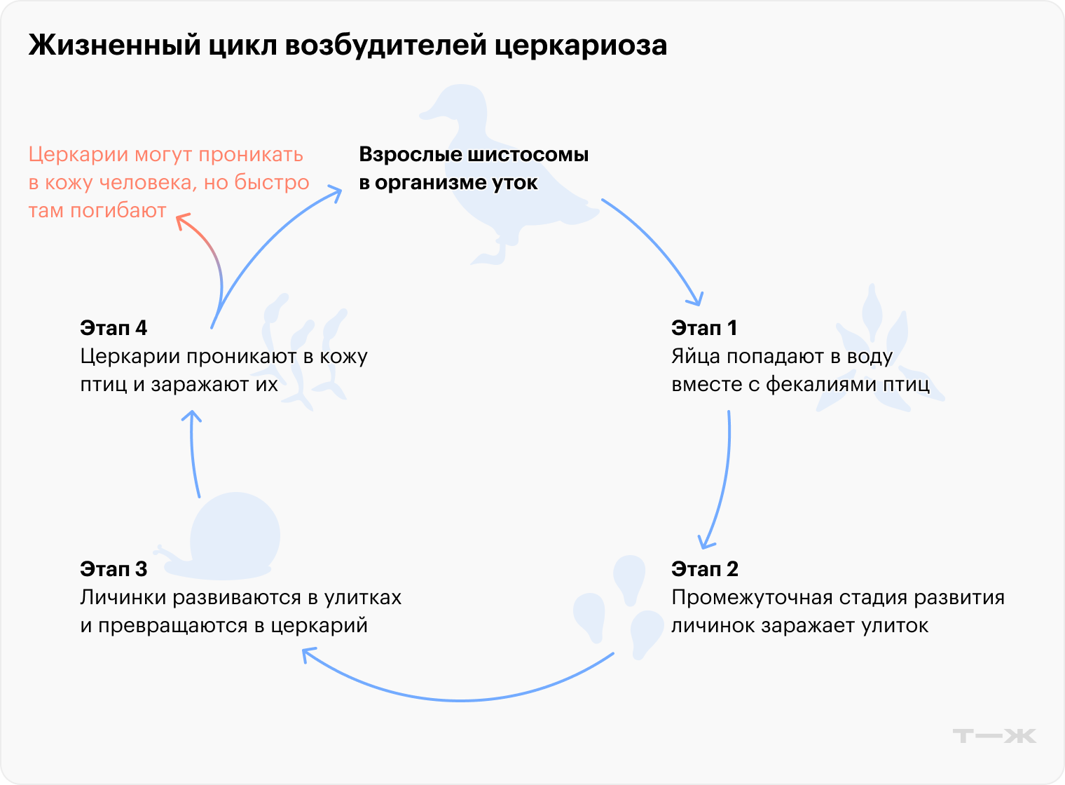 Церкариоз вызывают личинки отдельных видов шистосом, которые внедряются под кожу, но не развиваются в организме людей