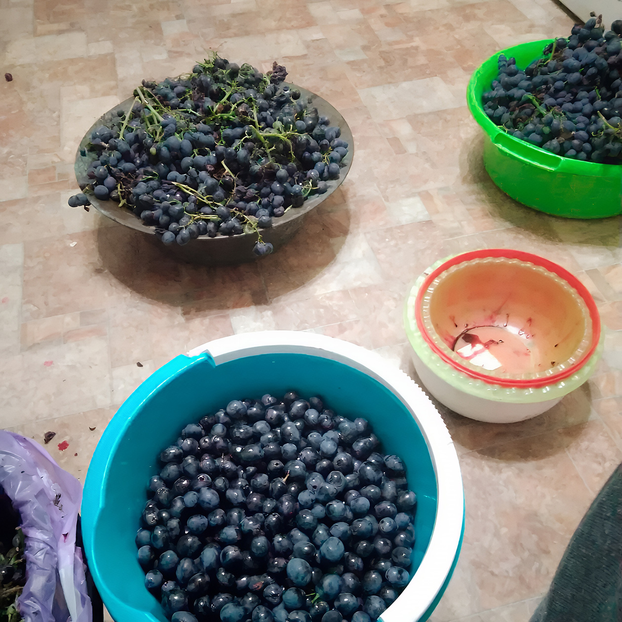 Мой папа берет такой виноград — это сорт «изабелла»