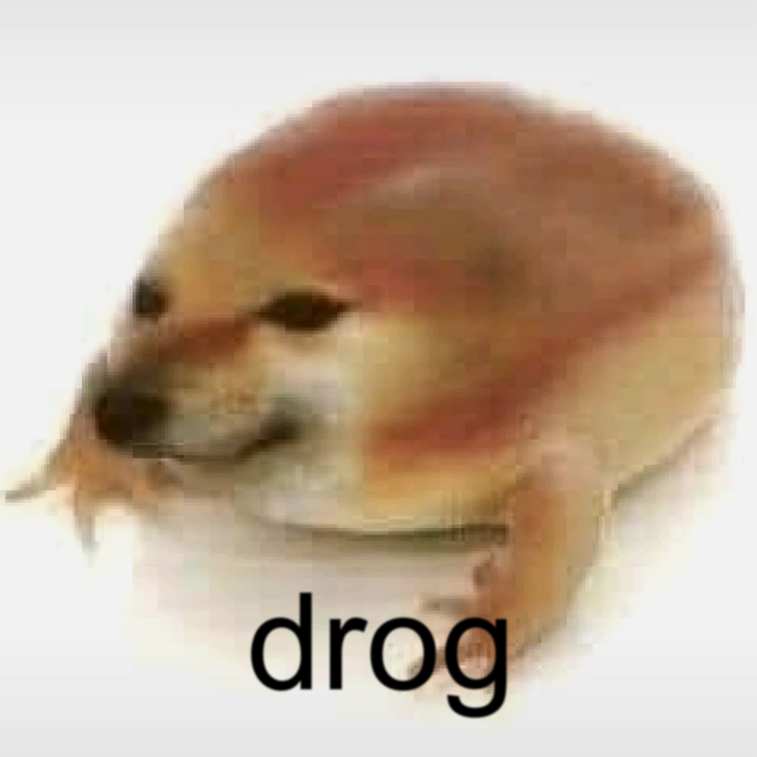 Теперь вы знаете, как выглядит смесь собаки и лягушки