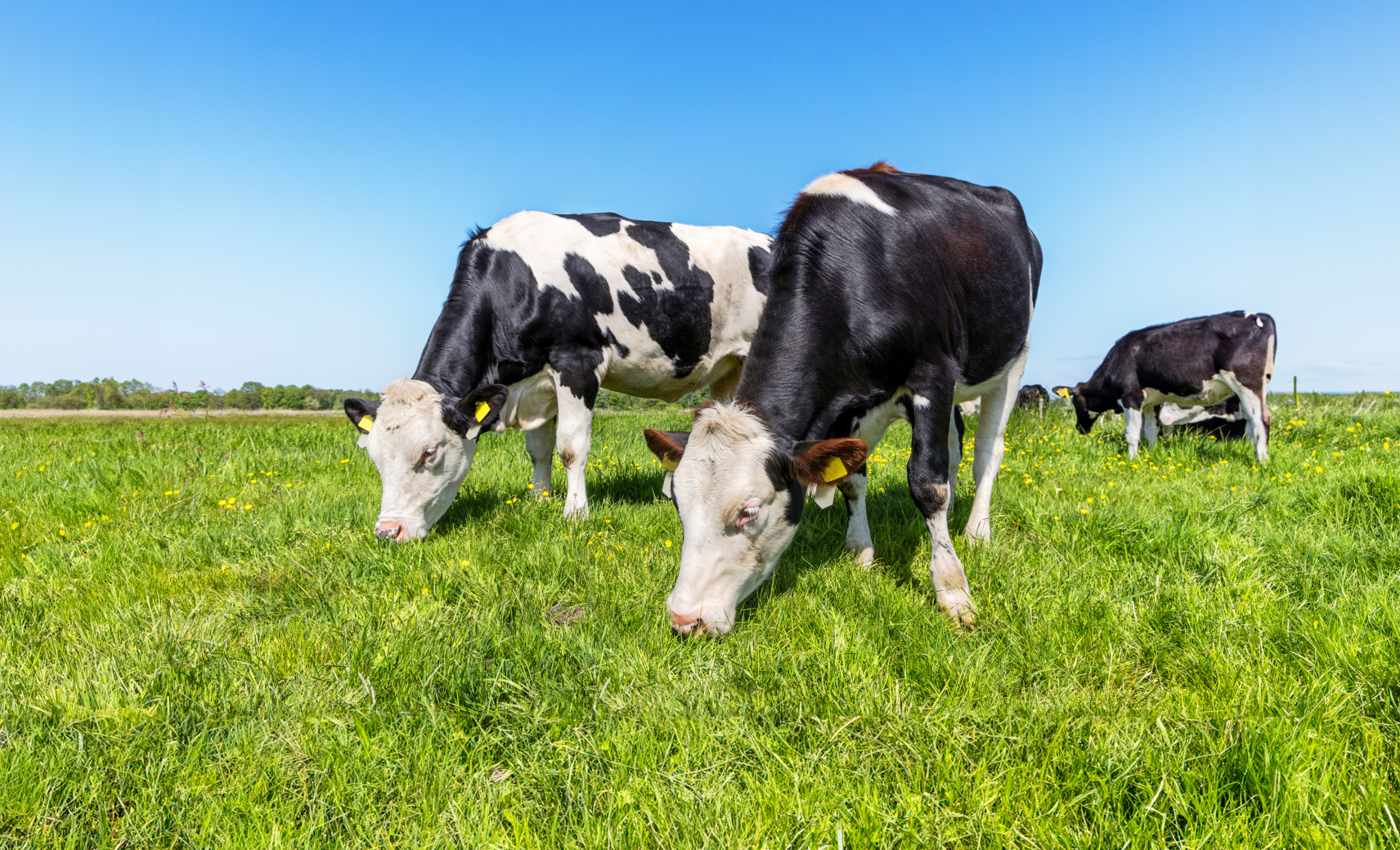 Желудок коров — биохимическая фабрика