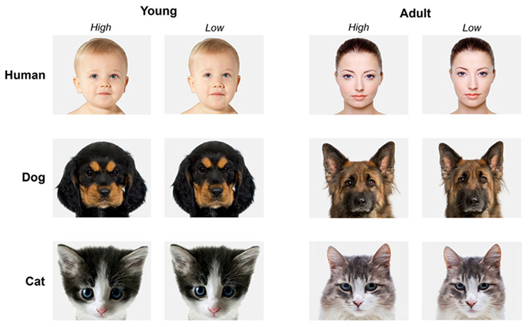 Примеры стимулов, предъявляемых участникам эксперимента на восприятие «схемы младенца». Слева высокоинфантильный вариант, справа — тот же объект, но измененный под низкоинфантильный стиль. Участники эксперимента описывали «кругленький» (высокоинфантильный) вариант как более милый. Источник: frontiersin.org