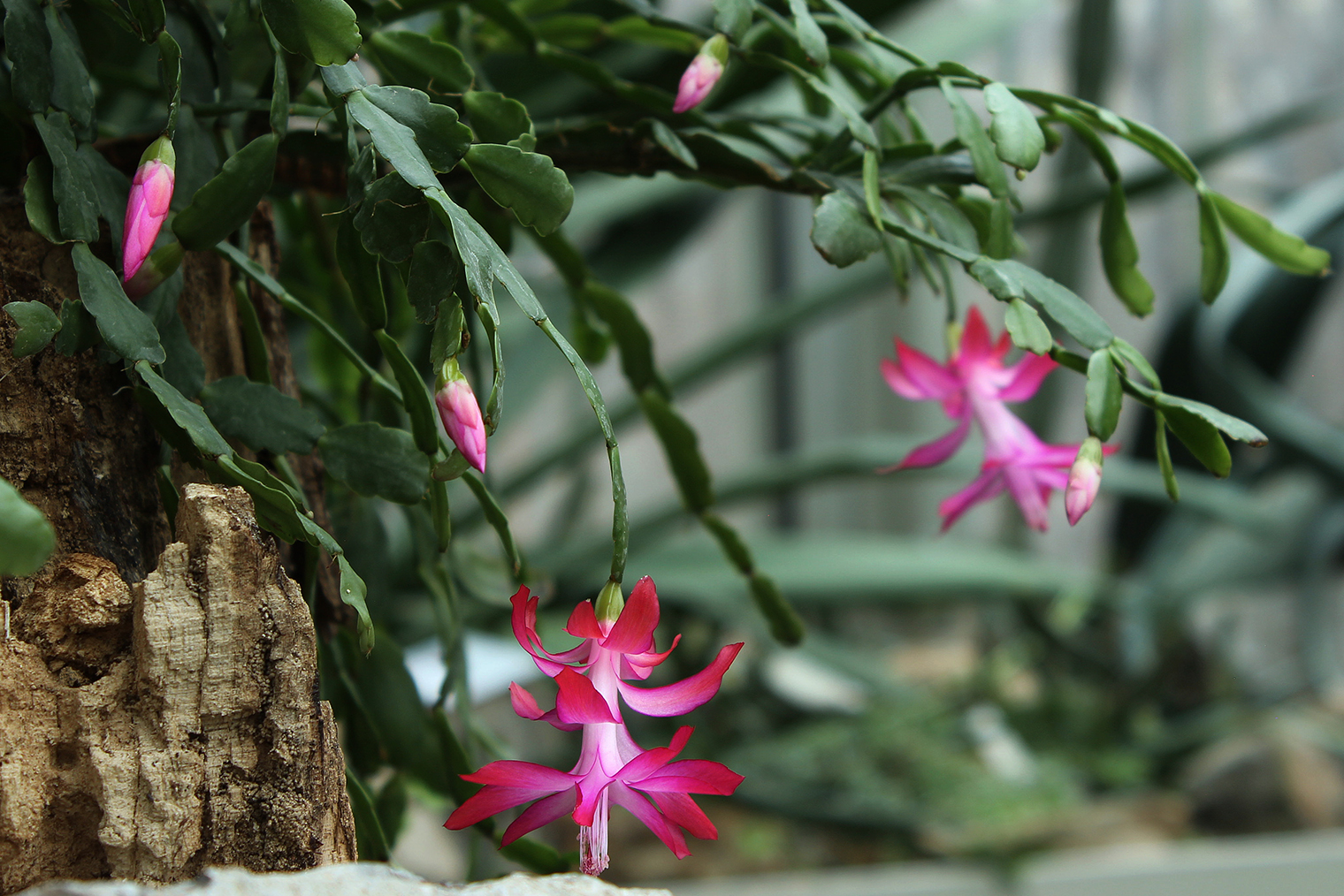 Декабрист цепляется своими корнями за кору деревьев, что весьма необычно для кактуса. Фотография: Jovana Pantovic / Shutterstock / FOTODOM