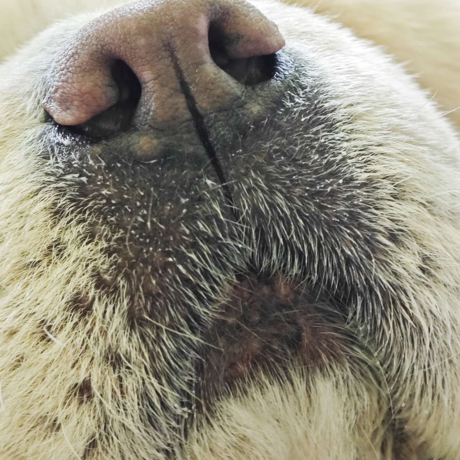 Любимый нос