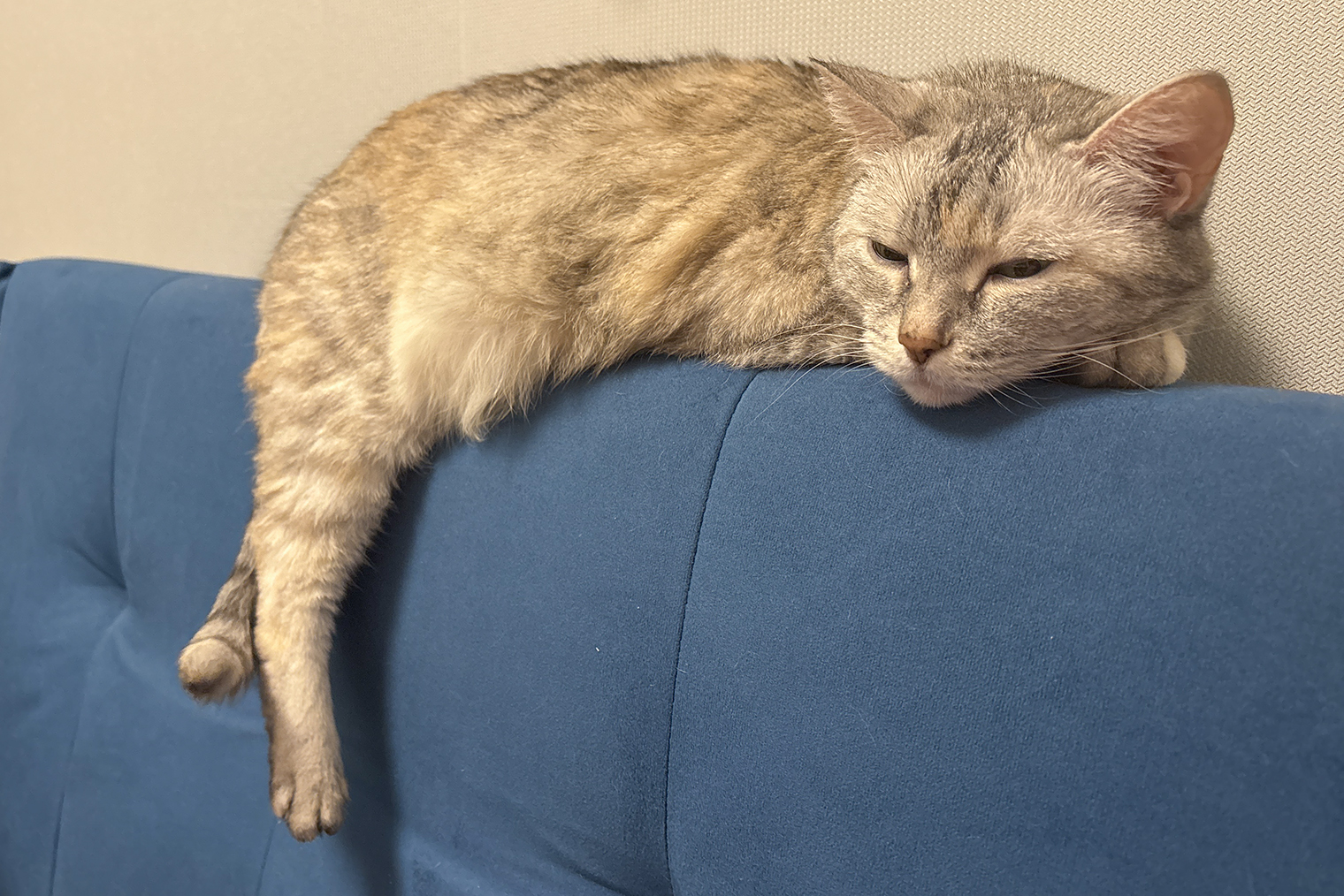 Моя кошка