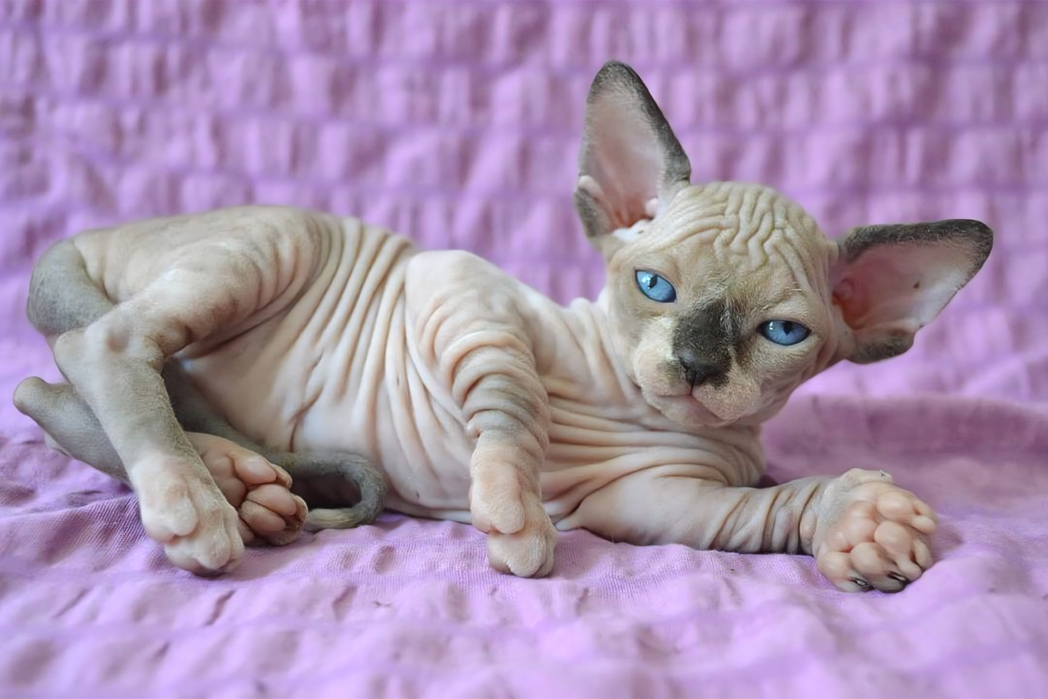 Моя кошечка в трехмесячном возрасте