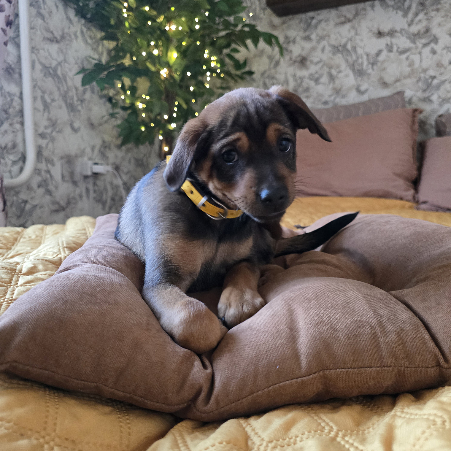 Фотокарточку прилагаю