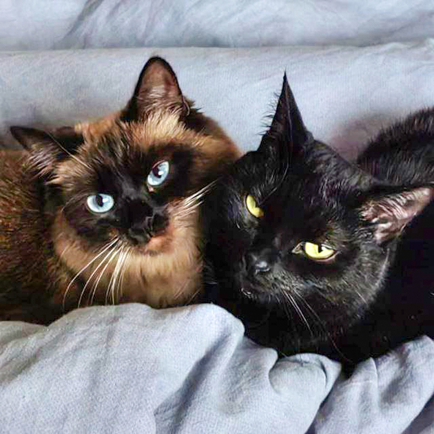 Моя кошка посветлее, ей полтора года. Темную кошечку привезла У., завела ее еще до нашего знакомства — подобрала на улице котенком пять лет назад