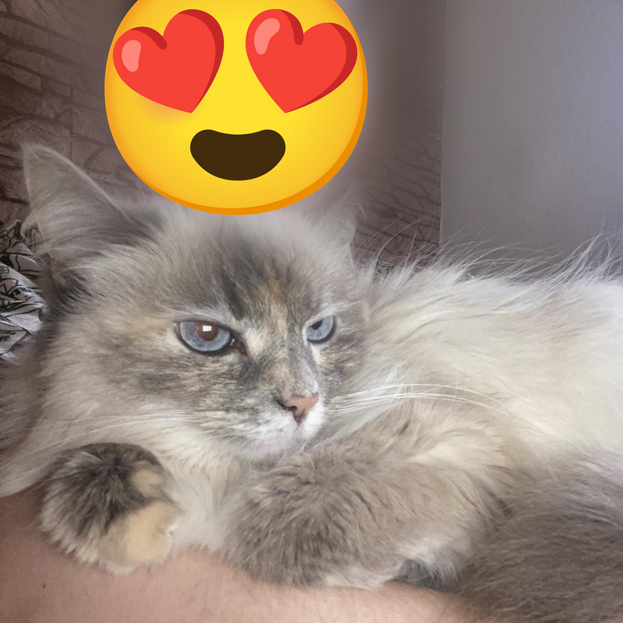 Это Каролина. Иногда я ласково называю ее принцессой Кэролин, а иногда — просто кошкой, когда она слишком часто ласкается, или собакой, когда слишком балуется