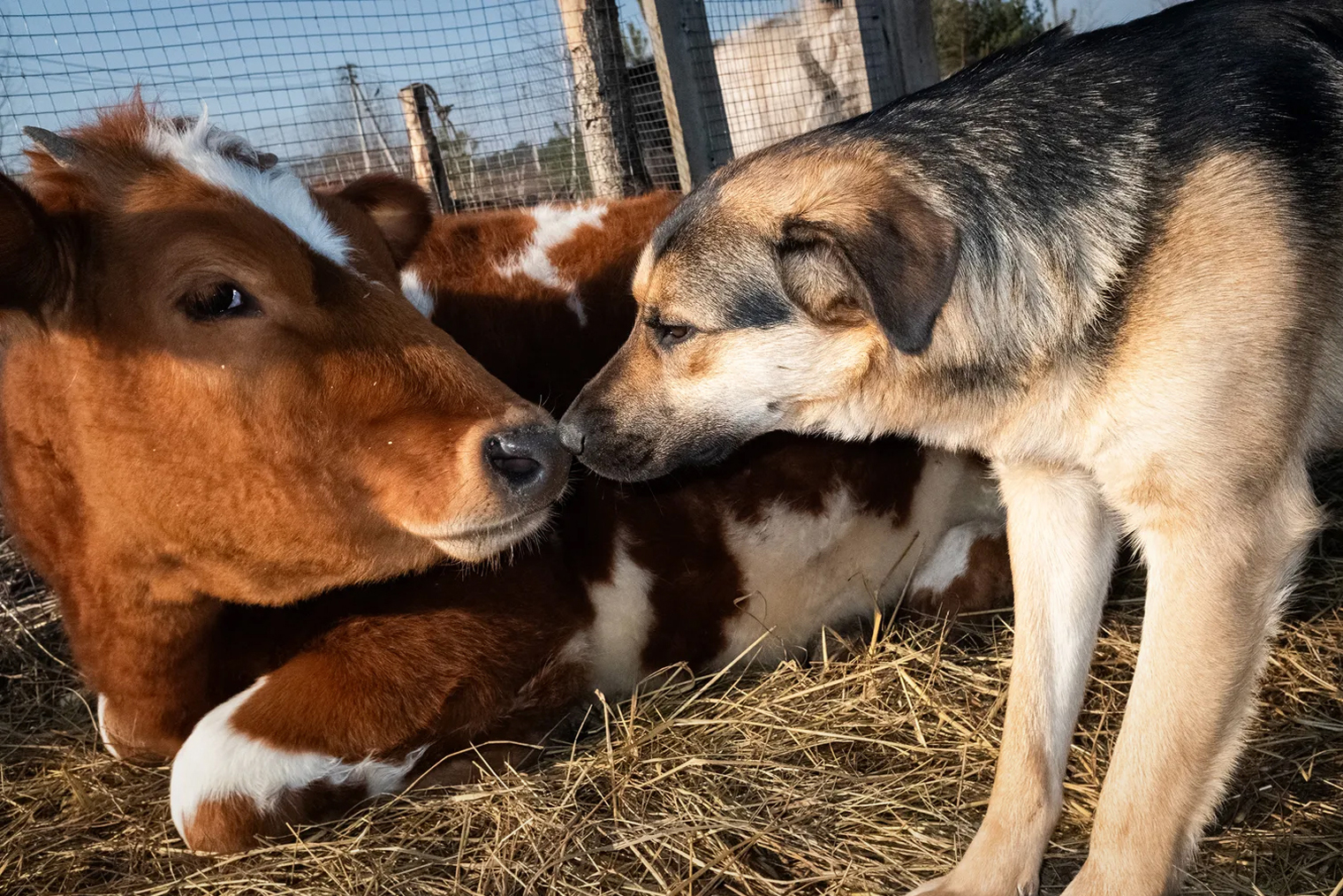 За все время волонтерства я больше всего общалась собаками