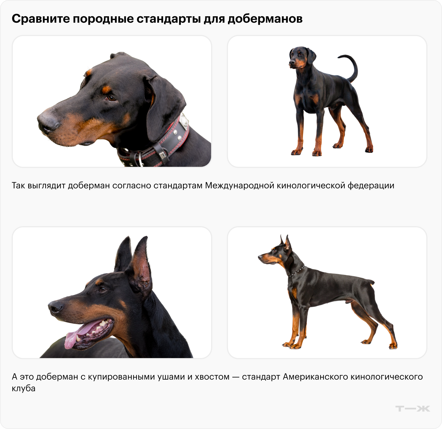 Фотографии: Shedara Weinsberg, waqaswh, nancymillerdvm, Sandi / Shutterstock / FOTODOM