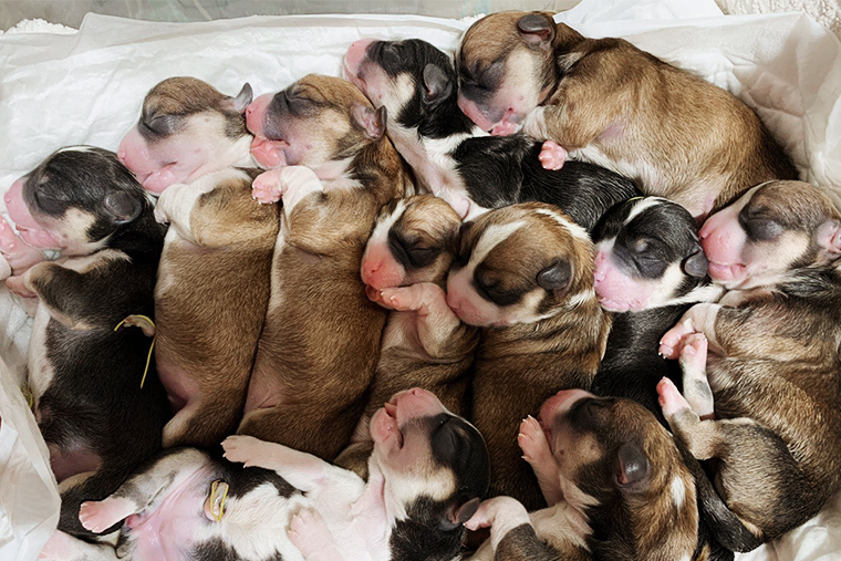 Так выглядят новорожденные щенки корги — они родились у одной из собак в моем питомнике