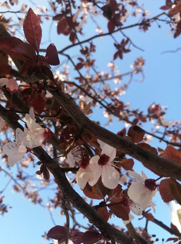 Уже в марте в Анталье начинают цвести фруктовые деревья и миндаль
