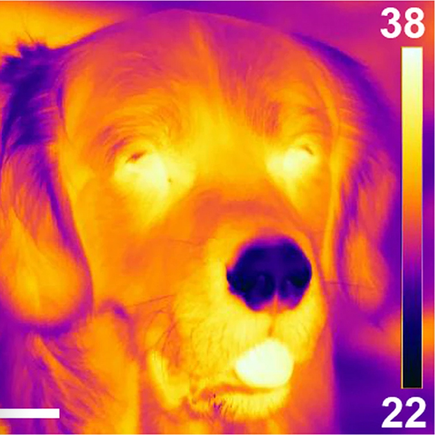 Термограмма собаки при температуре окружающей среды +27 °C. Хорошо заметна разница между температурой теплого языка и холодного носа. Источник: nature.com
