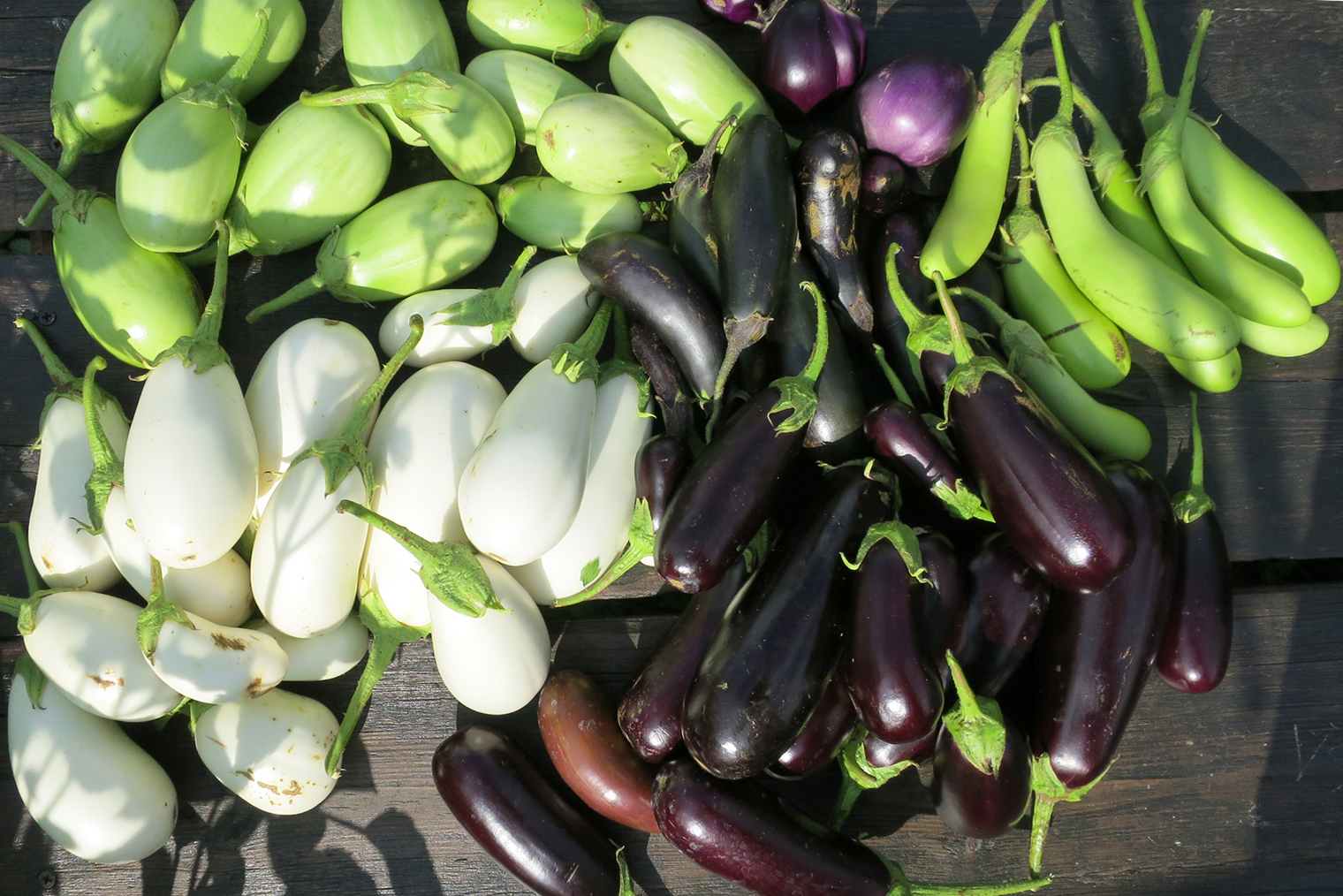 На этой фотографии только раннеспелые сорта баклажана