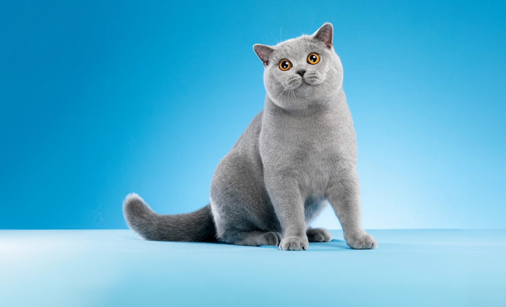 Британская короткошерстная