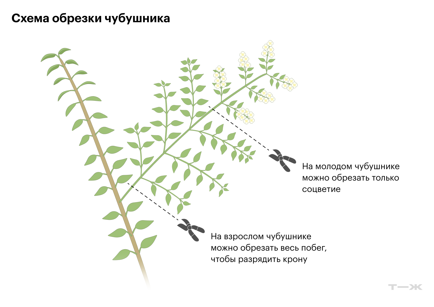 На молодом чубушнике можно обрезать только соцветие, на взрослом — весь побег, чтобы разрядить крону