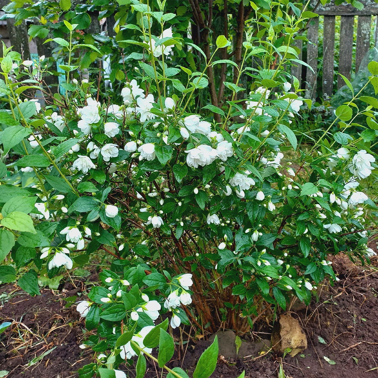 Среднерослый сорт «сноубель». Взрослый куст не превышает 1,5 м в диаметре. Подходит для небольших участков. © Татьяна Втюрина