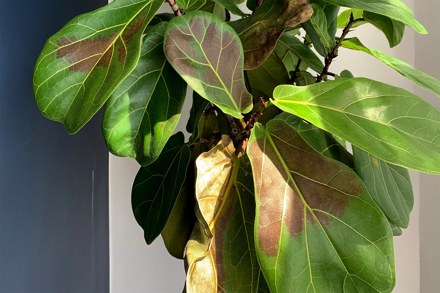 Сгоревшие на солнце листья фикуса лирата. Фотография: Aryari / Shutterstock / FOTODOM