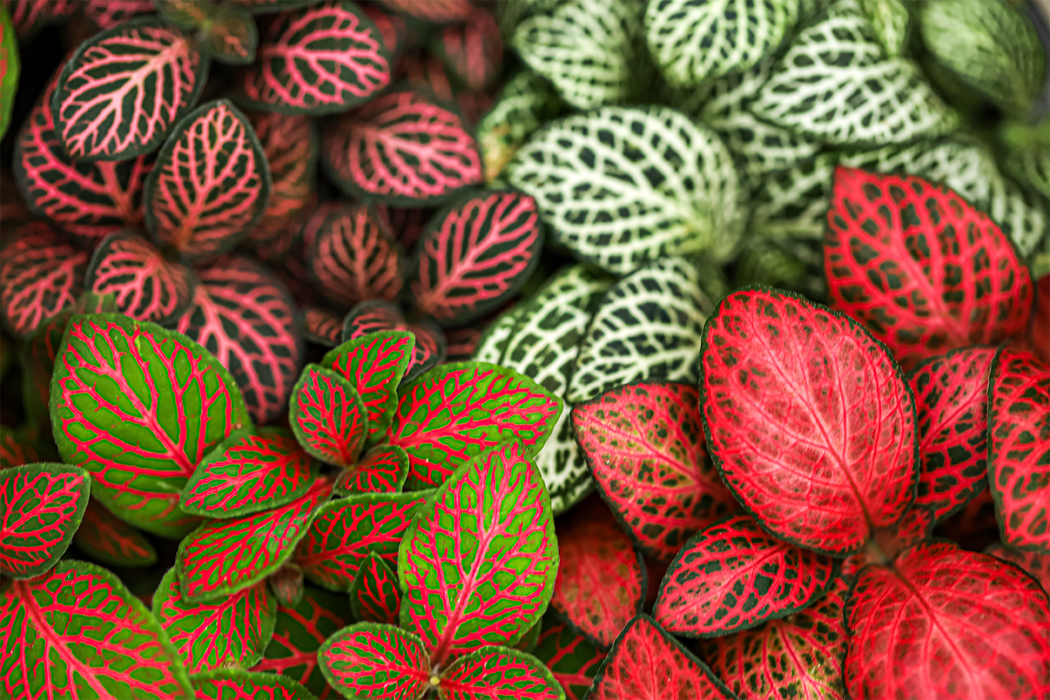 У фиттонии множество оттенков, их можно миксовать между собой или сочетать с другими культурами. Фотография: Helza Nitrisia / Shutterstock / FOTODOM