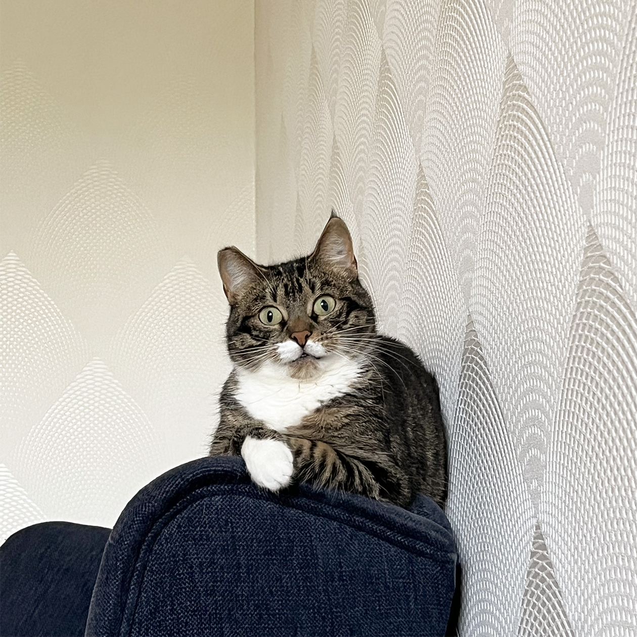 Так Куся выглядит сейчас. Ей около восьми лет. Одно ее ушко по форме отличается от другого: Куся отморозила его кончик, пока жила на улице. © Ирина Рычкова