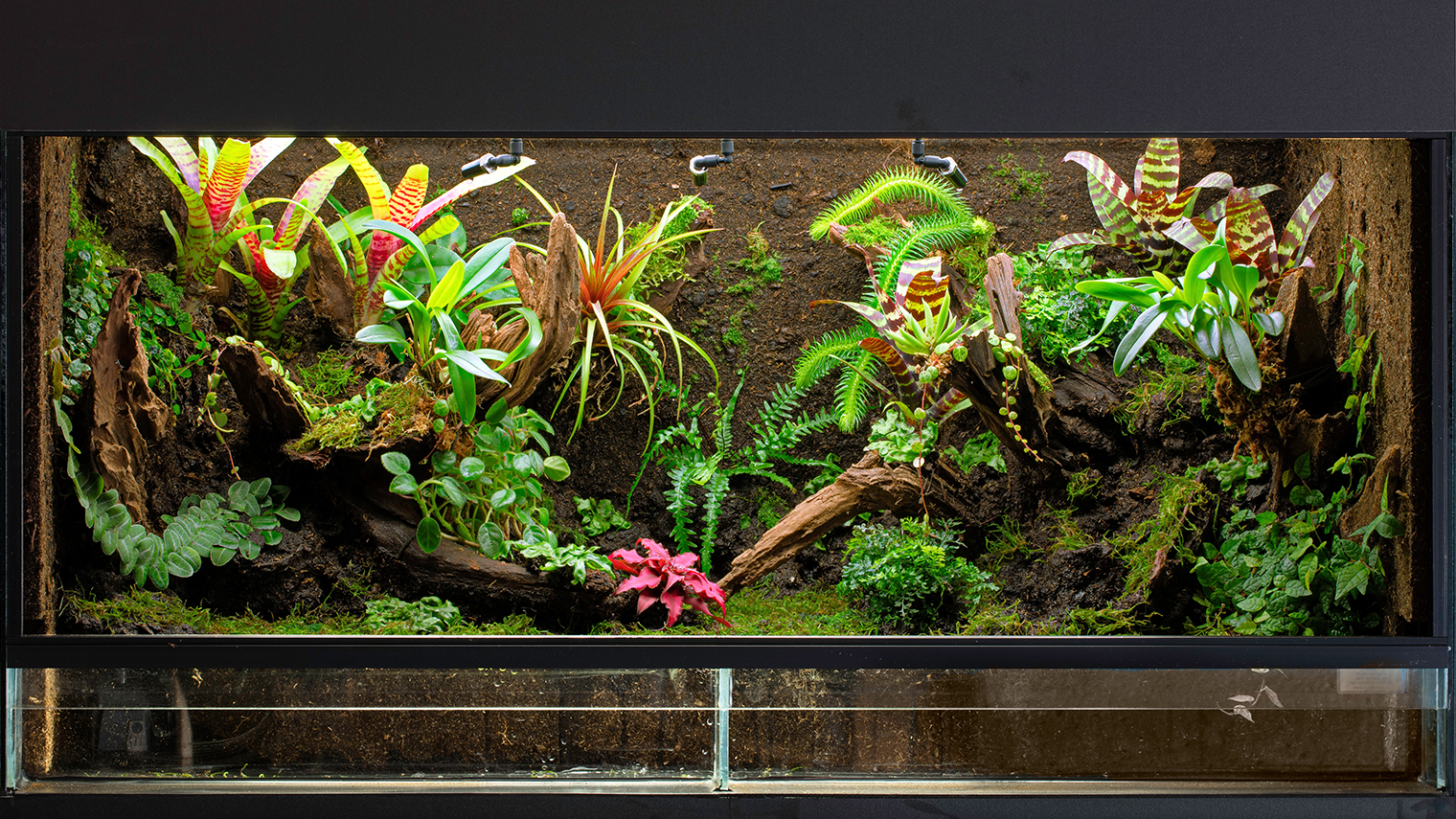 Горизонтальный закрытый террариум с большим количеством ампельных и почвопокровных растений смотрится как живой уголок природы. Фотография: Dirk Ercken / Shutterstock / FOTODOM