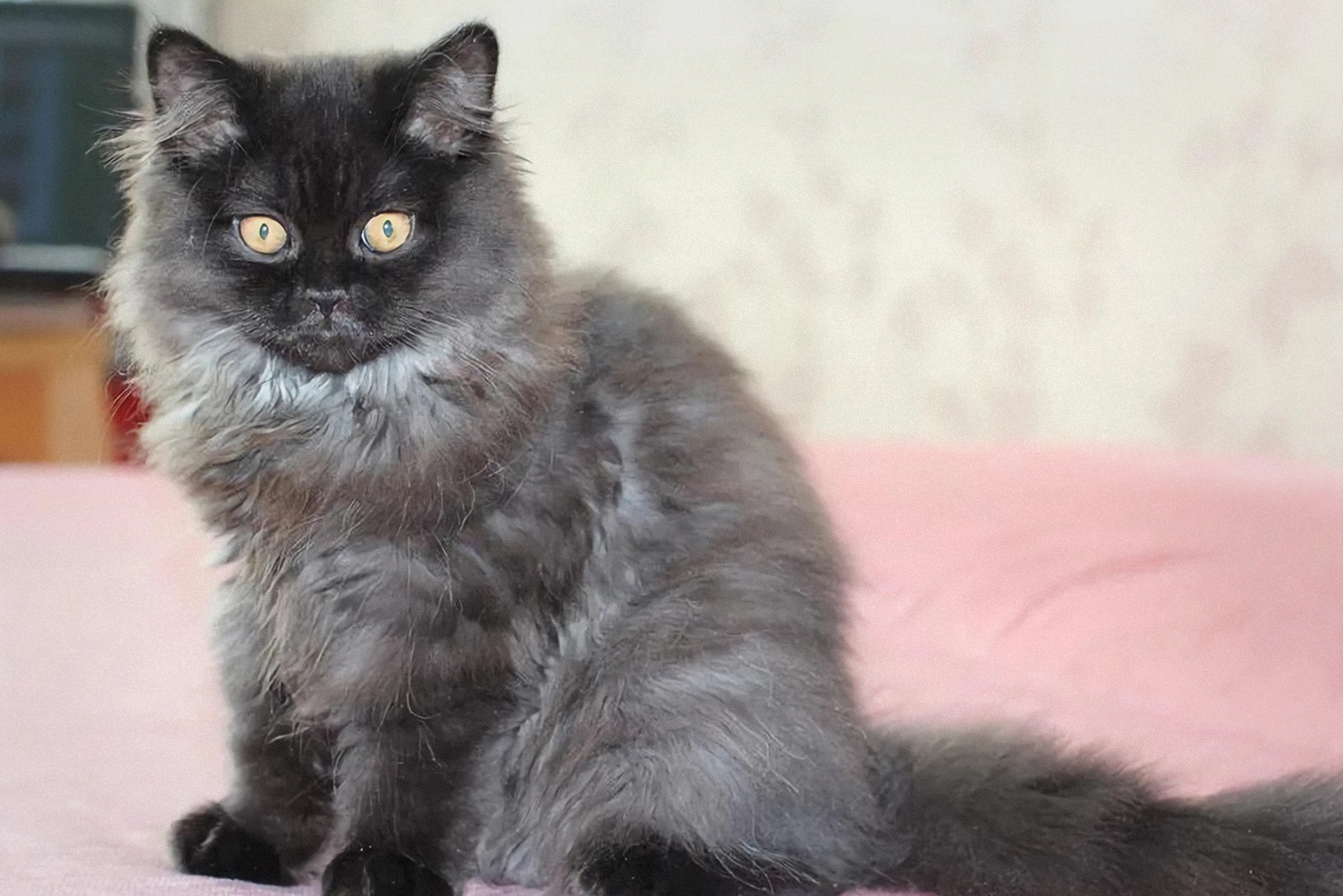 Моя охотница