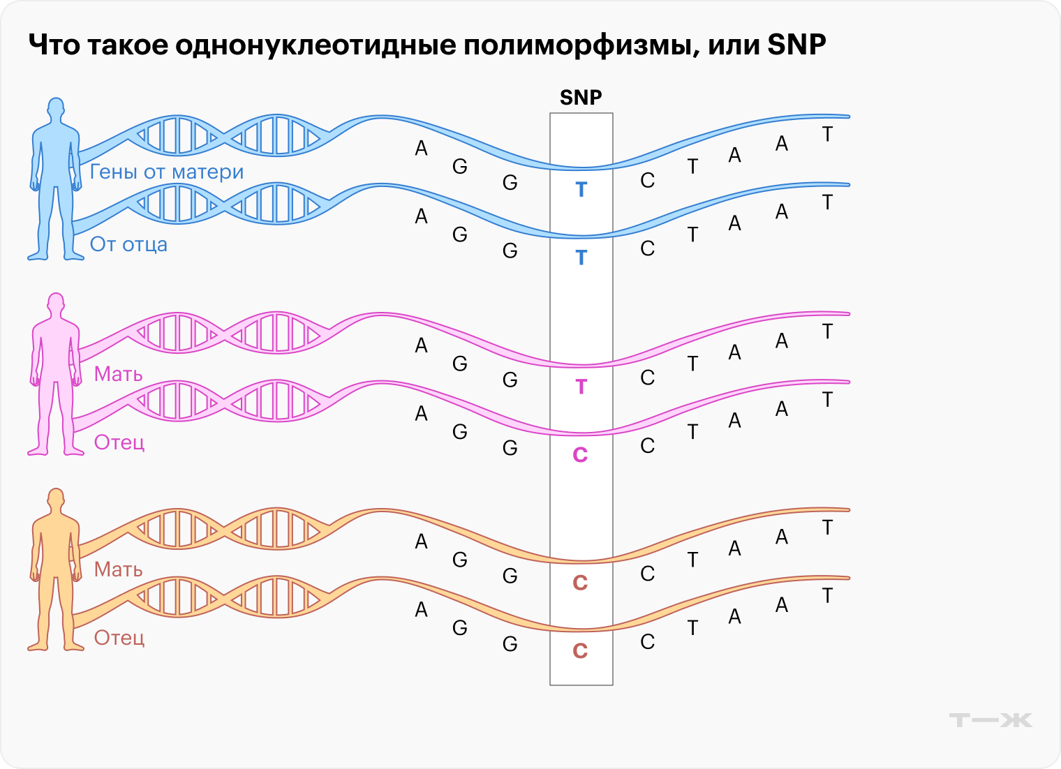 Каждый человек получает один ген от отца и один от матери. SNP — различие между ними по одному нуклеотиду