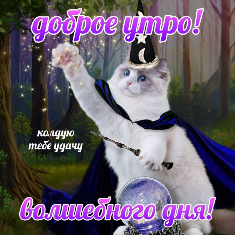 Кот-волшебник