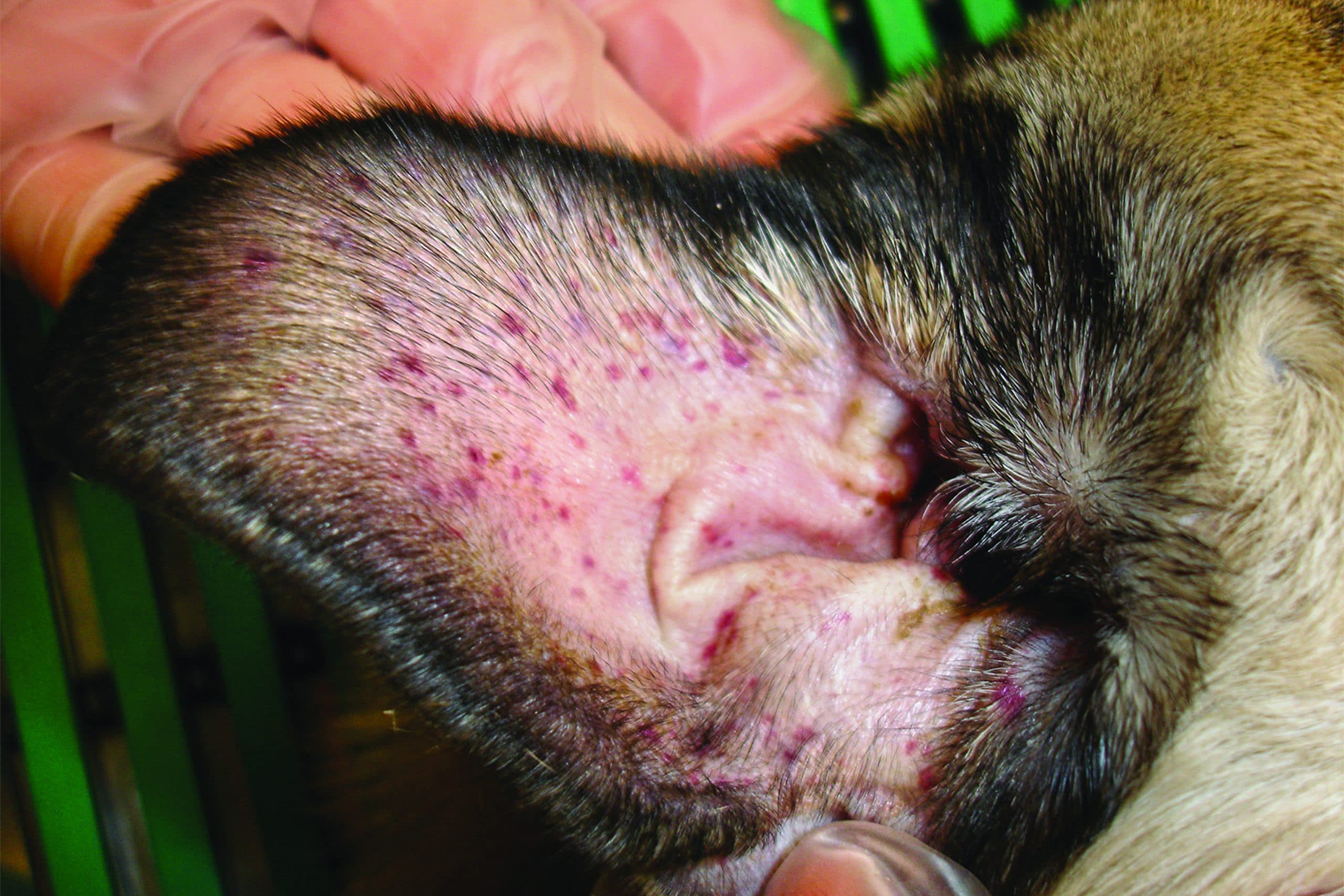 Так выглядит гиперемия на ушах собаки при тепловом ударе. Фотография — todaysveterinarypractice.com