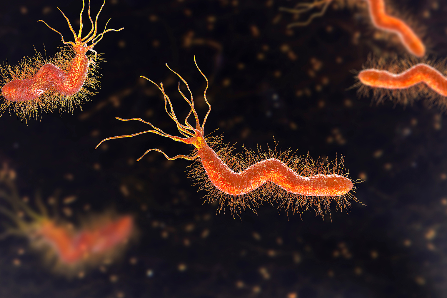 Helicobacter pylori. Фотография: Kateryna Kon / Shutterstock / FOTODOM