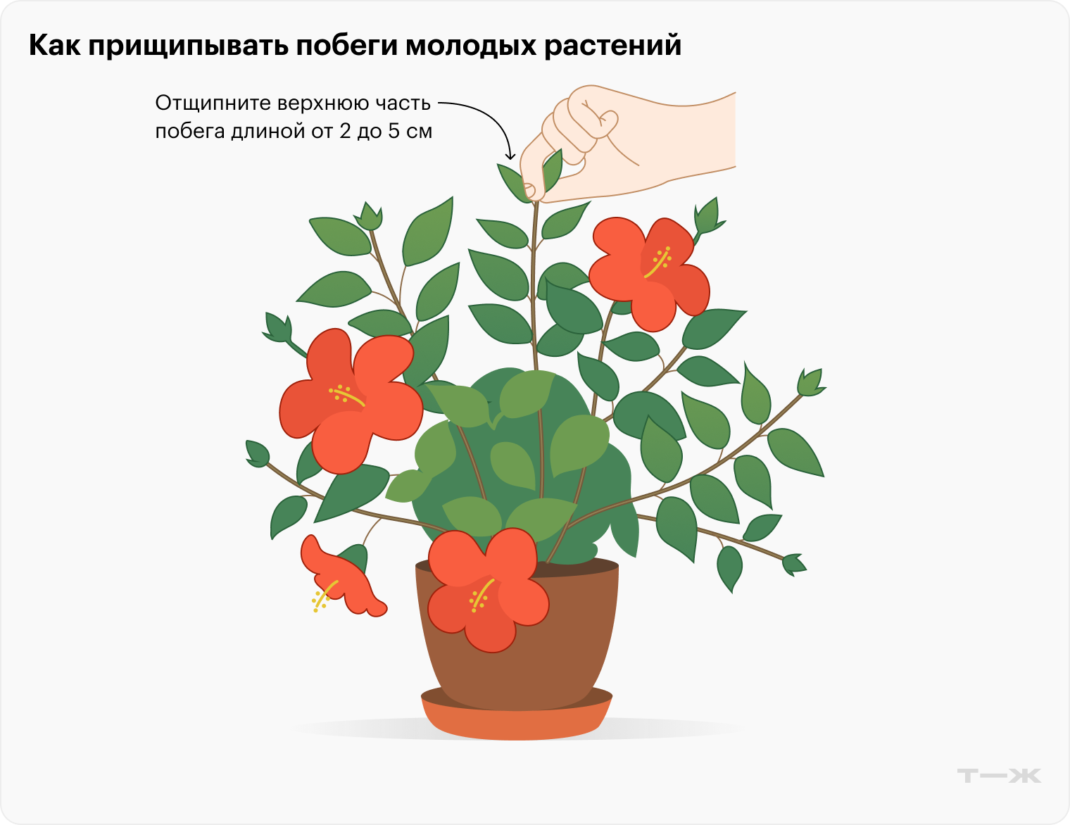 Так выглядит прищипка: удаляют верхушку молодого побега