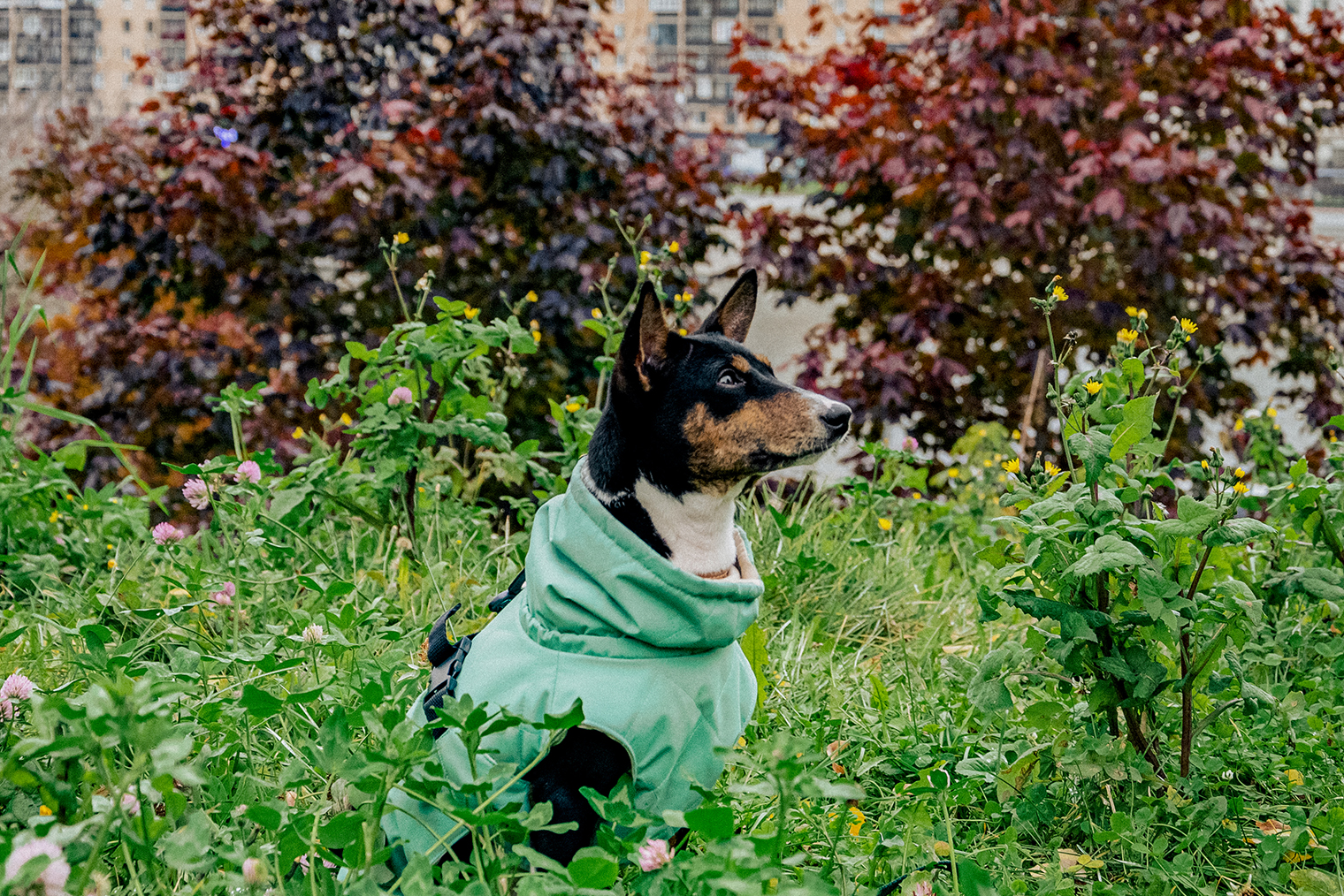 Существо из зарослей: «Зима близко»