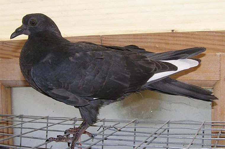 Так выглядит слеток — птенец голубя, который вылетел из гнезда. Источник: openlesson.ru