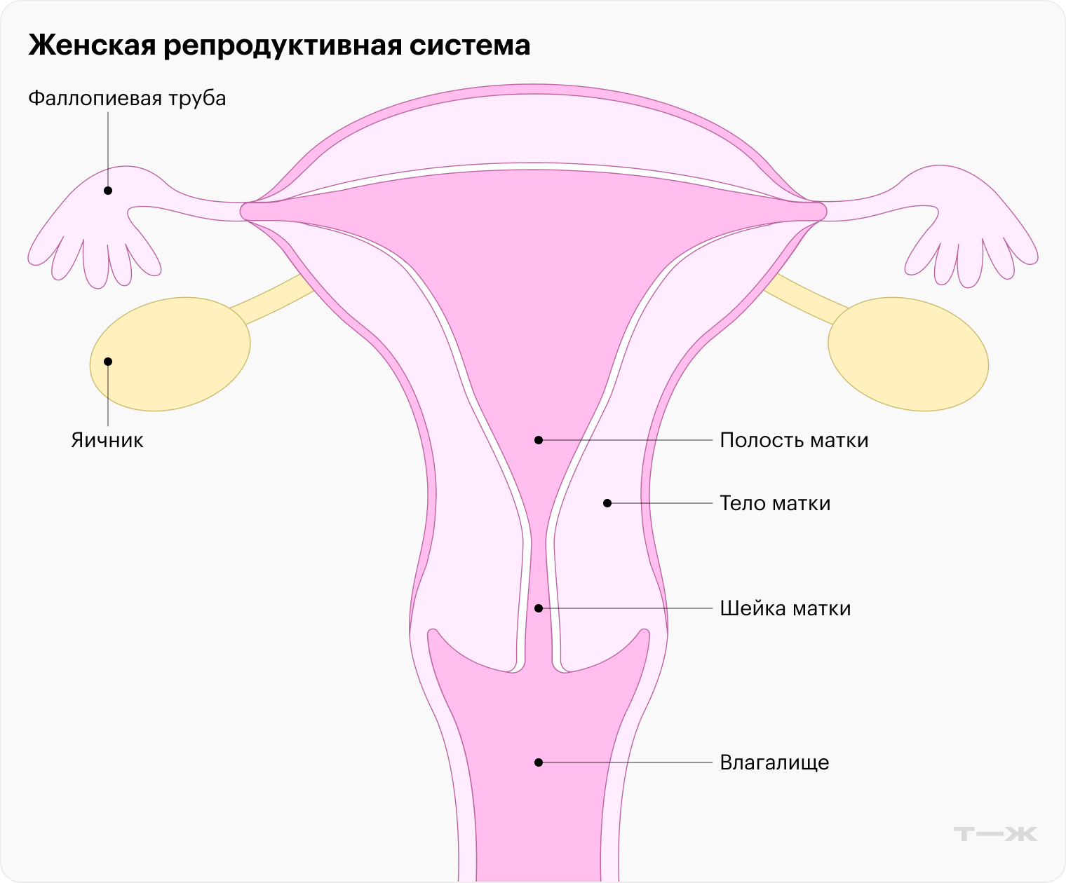 ВПЧ «облюбовали» клетки шейки матки