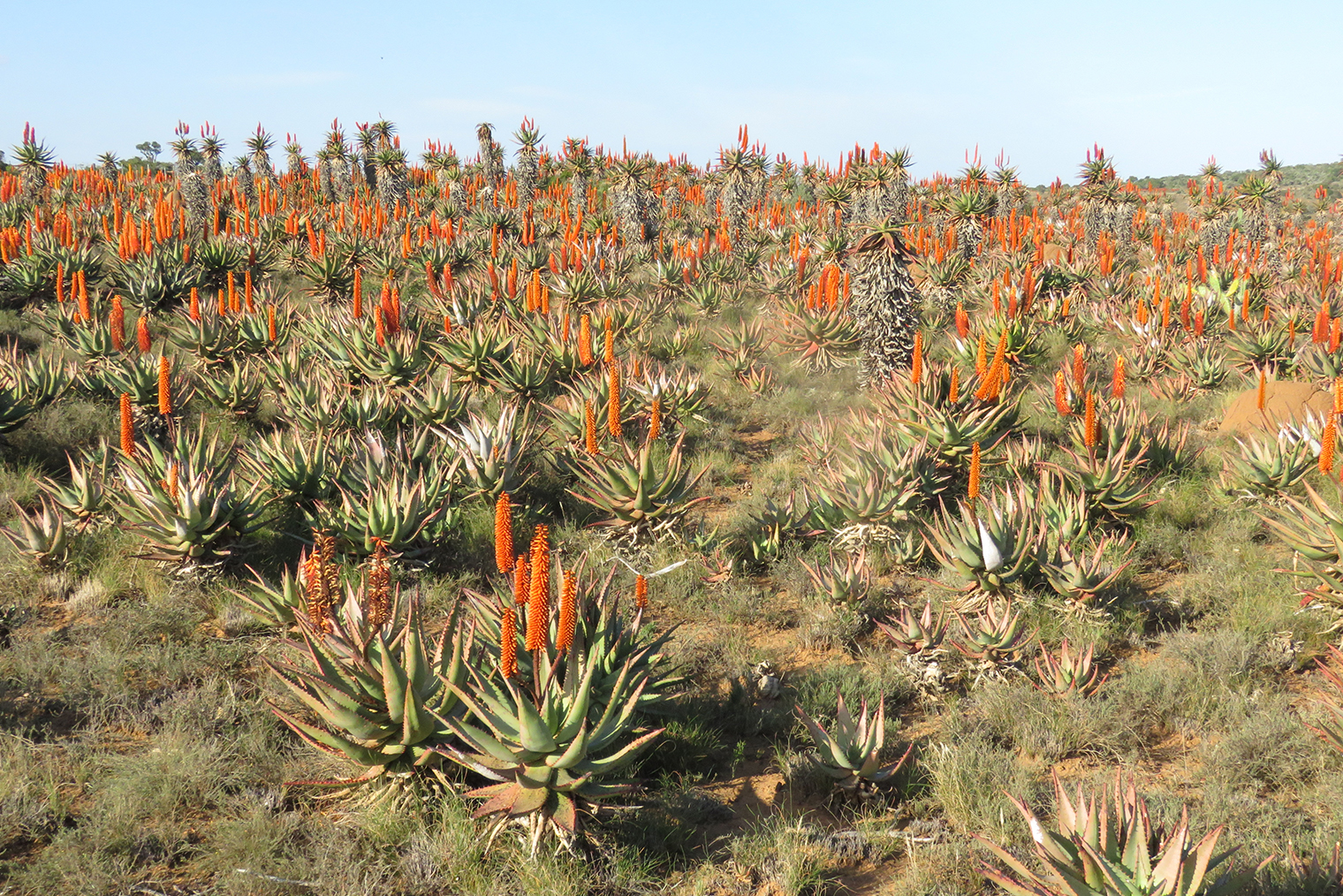 Алоэ в природе. Фотография: Biarmicus / Shutterstock / FOTODOM