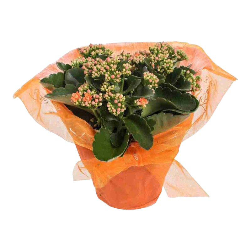 Каланхоэ Блоссфельда Дон Сергио