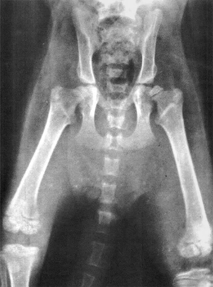Рентгеновский снимок четырехмесячного котенка. На нем хорошо видны зоны роста — пространство между трубчатыми костями лап. Источник: researchgate.net