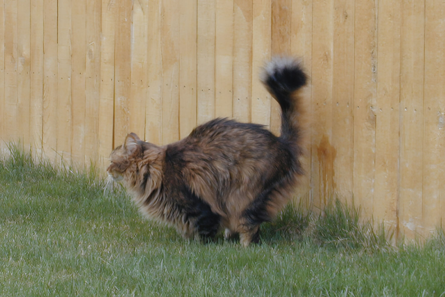 Вот как выглядит котик, который оставляет метку. Источник: journals.sagepub.com