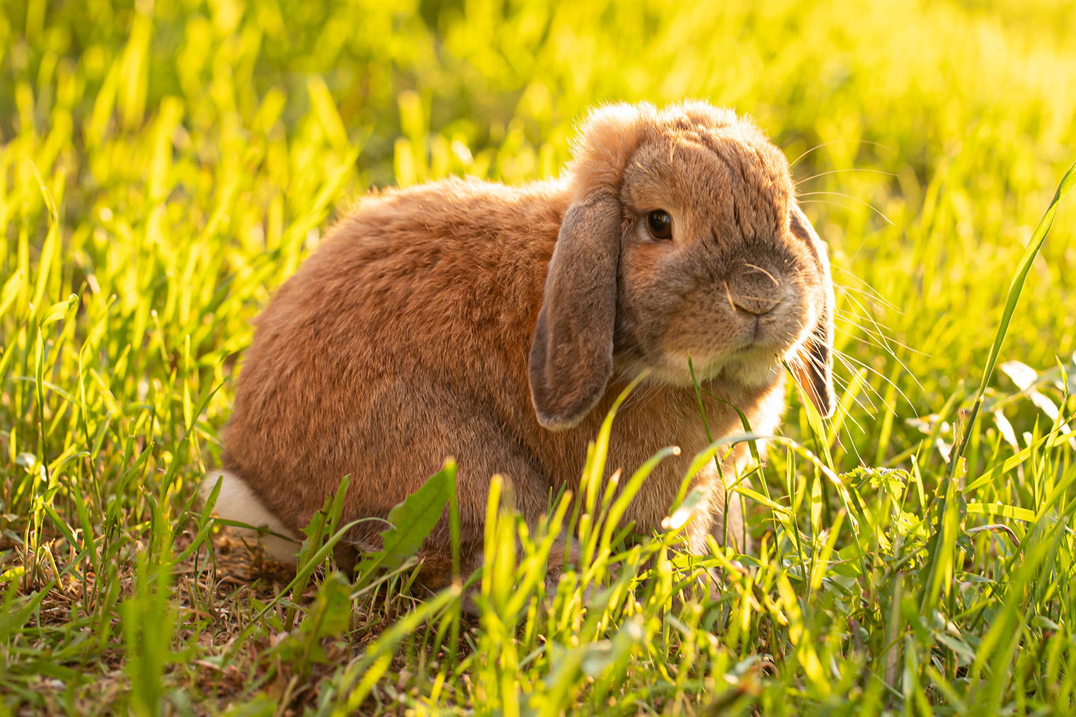Карликовый вислоухий баран