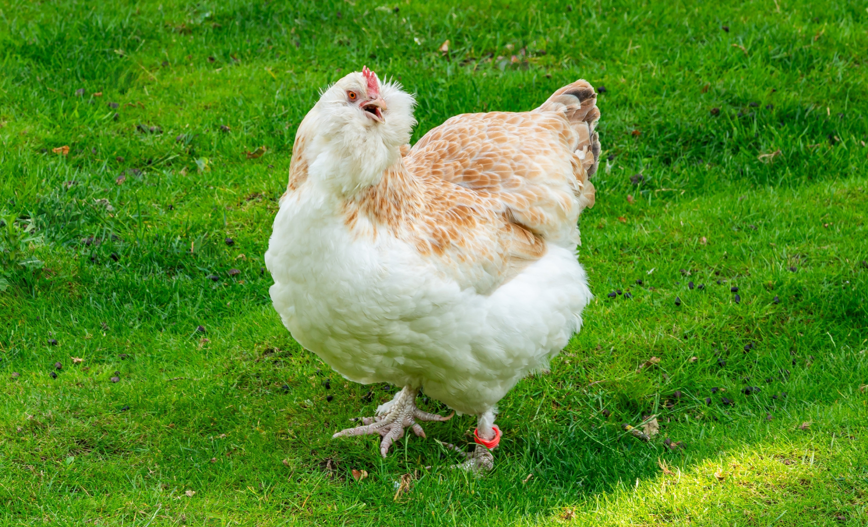 Сальмон Фавероль