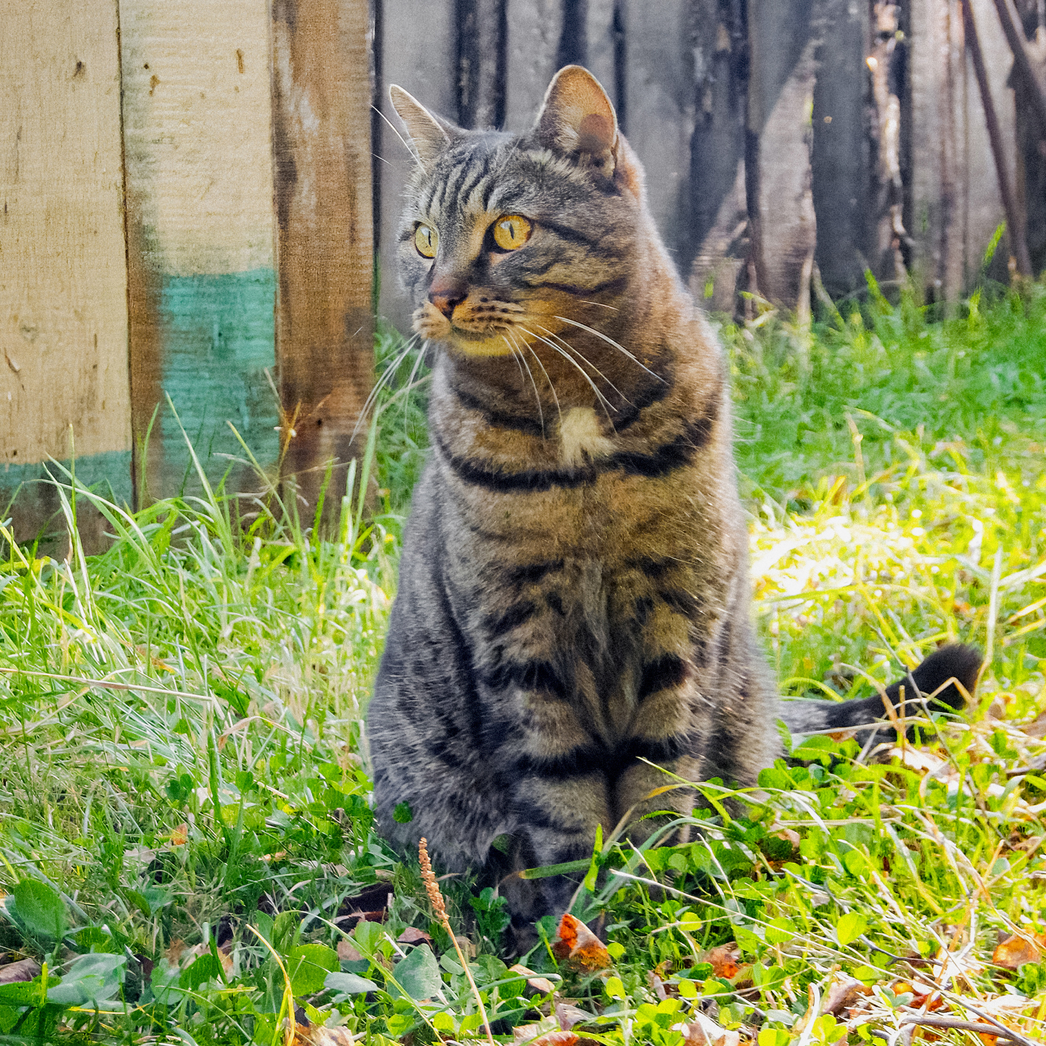 Наш пушистый друг