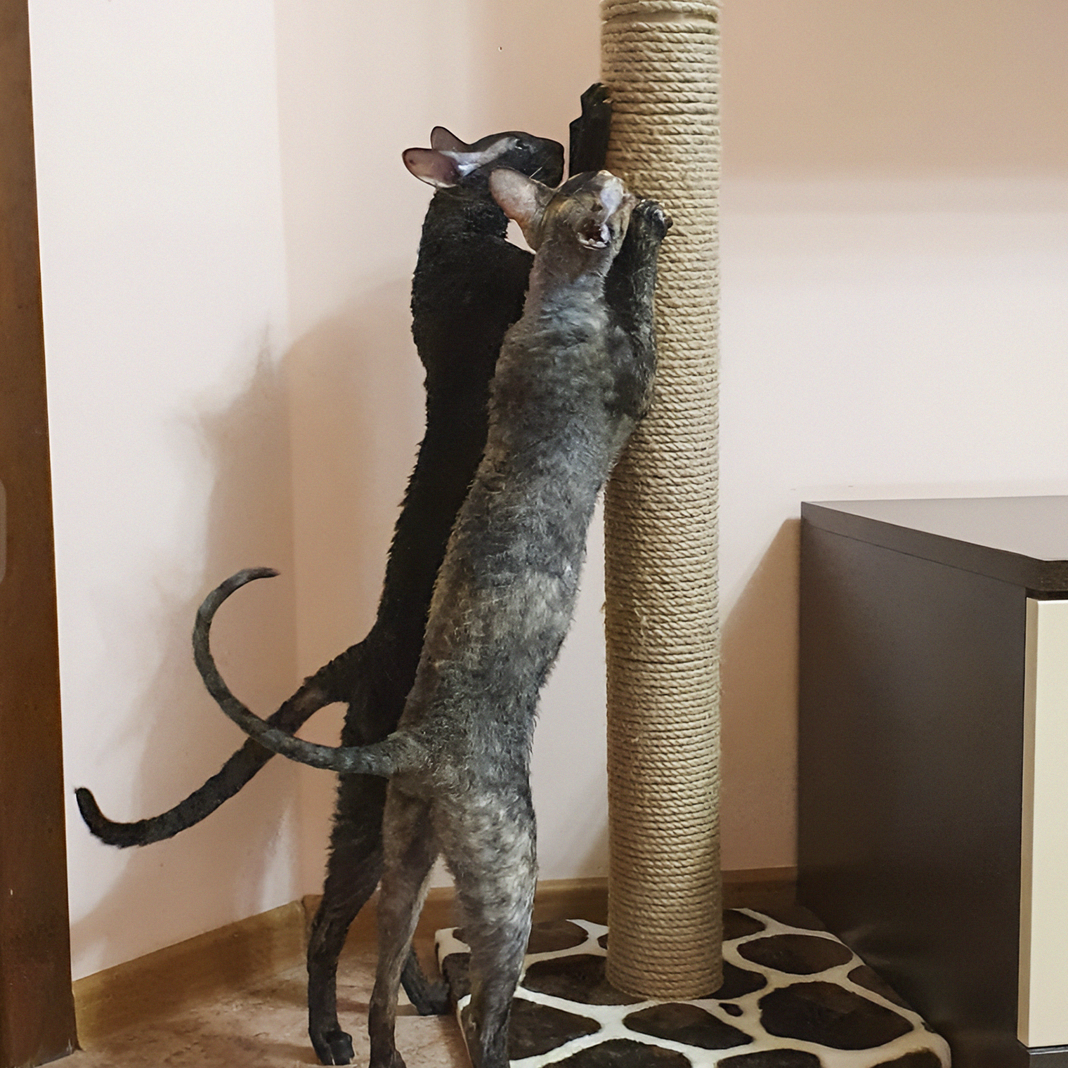 Кудрявая команда