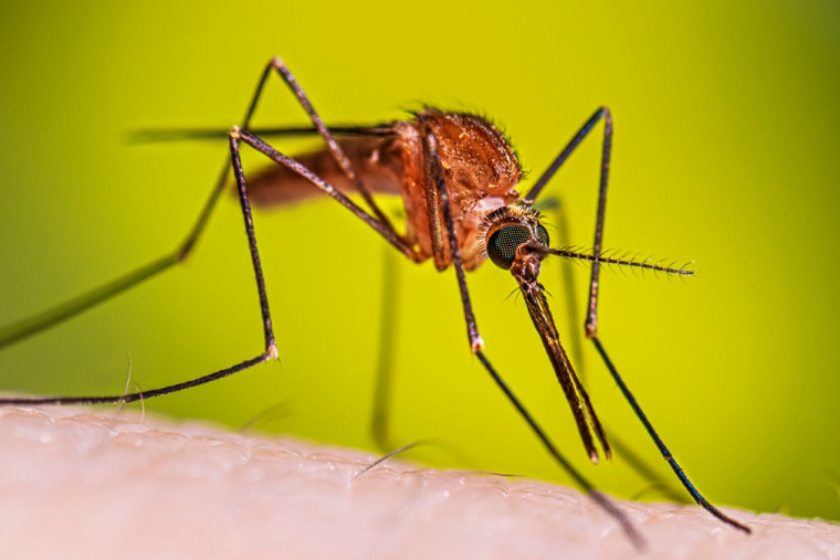 Самка комара рода Anopheles — переносчика малярийного плазмодия. Источник: cdc.gov