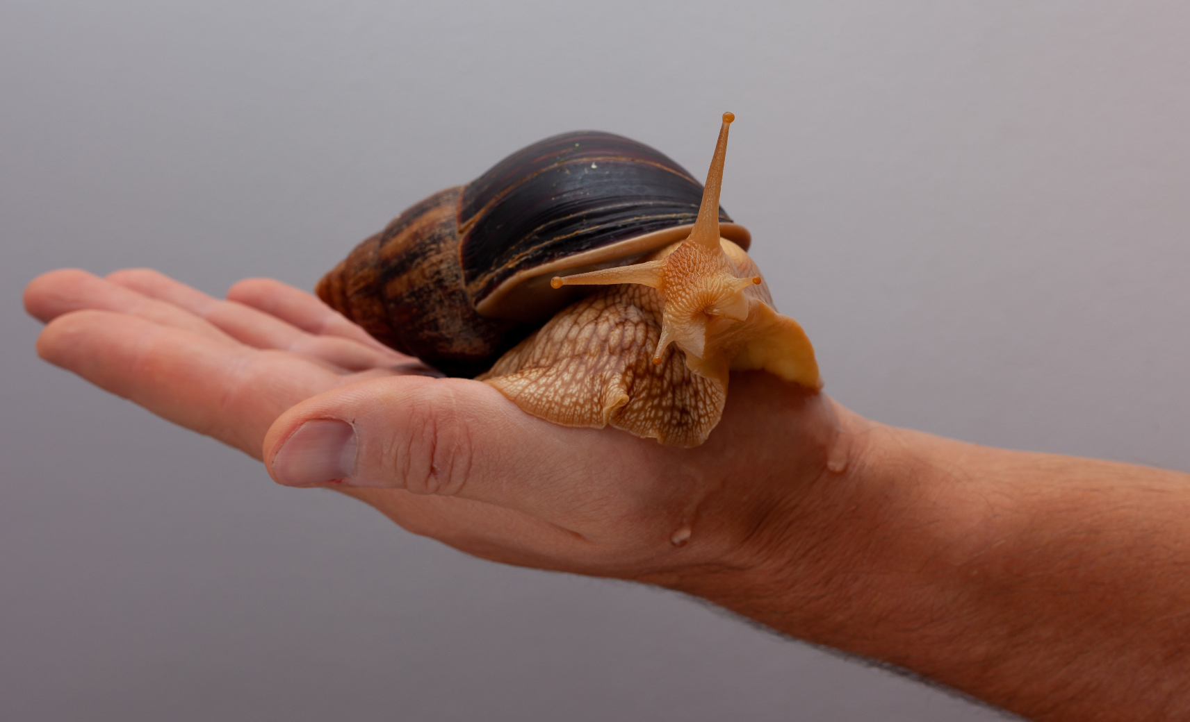 Улитка-ахатина