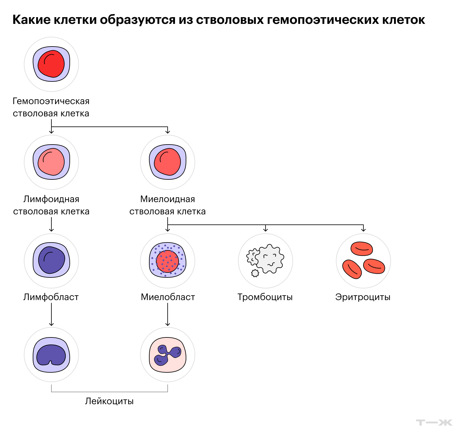 В костном мозге есть стволовые клетки, из которых формируются зрелые клетки крови. На любом этапе кроветворения может произойти сбой, который приведет к развитию онкогематологического заболевания
