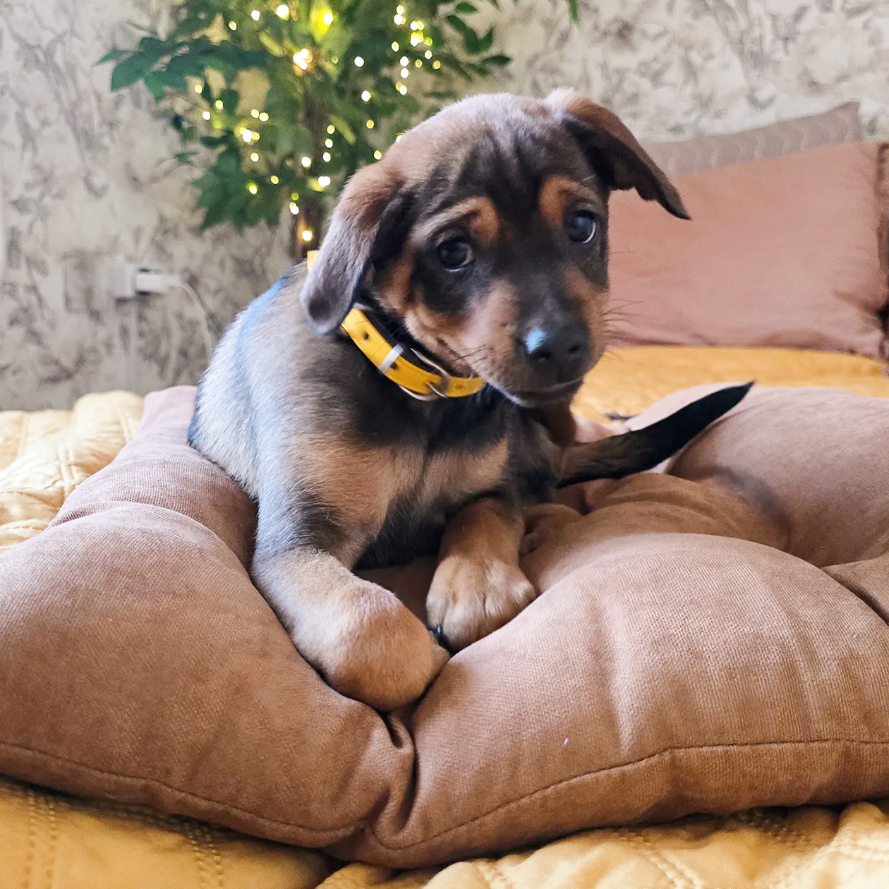 Спасенный щенок