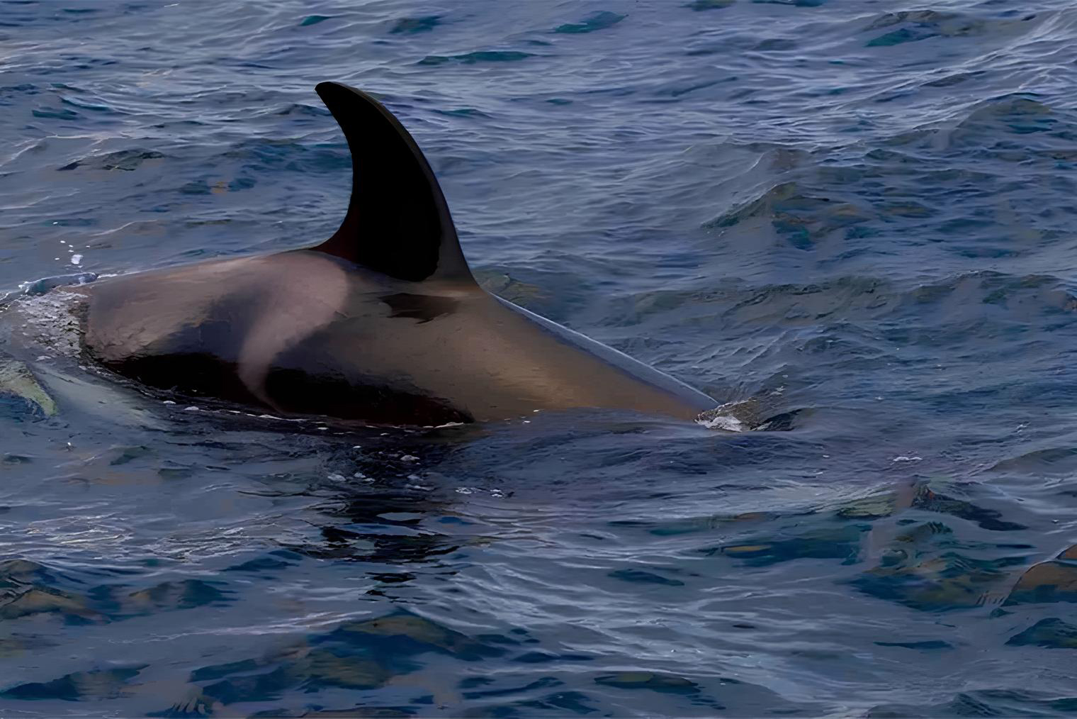 Так выглядит седловидное пятно у косатки © Wild Ocean Tasmania
