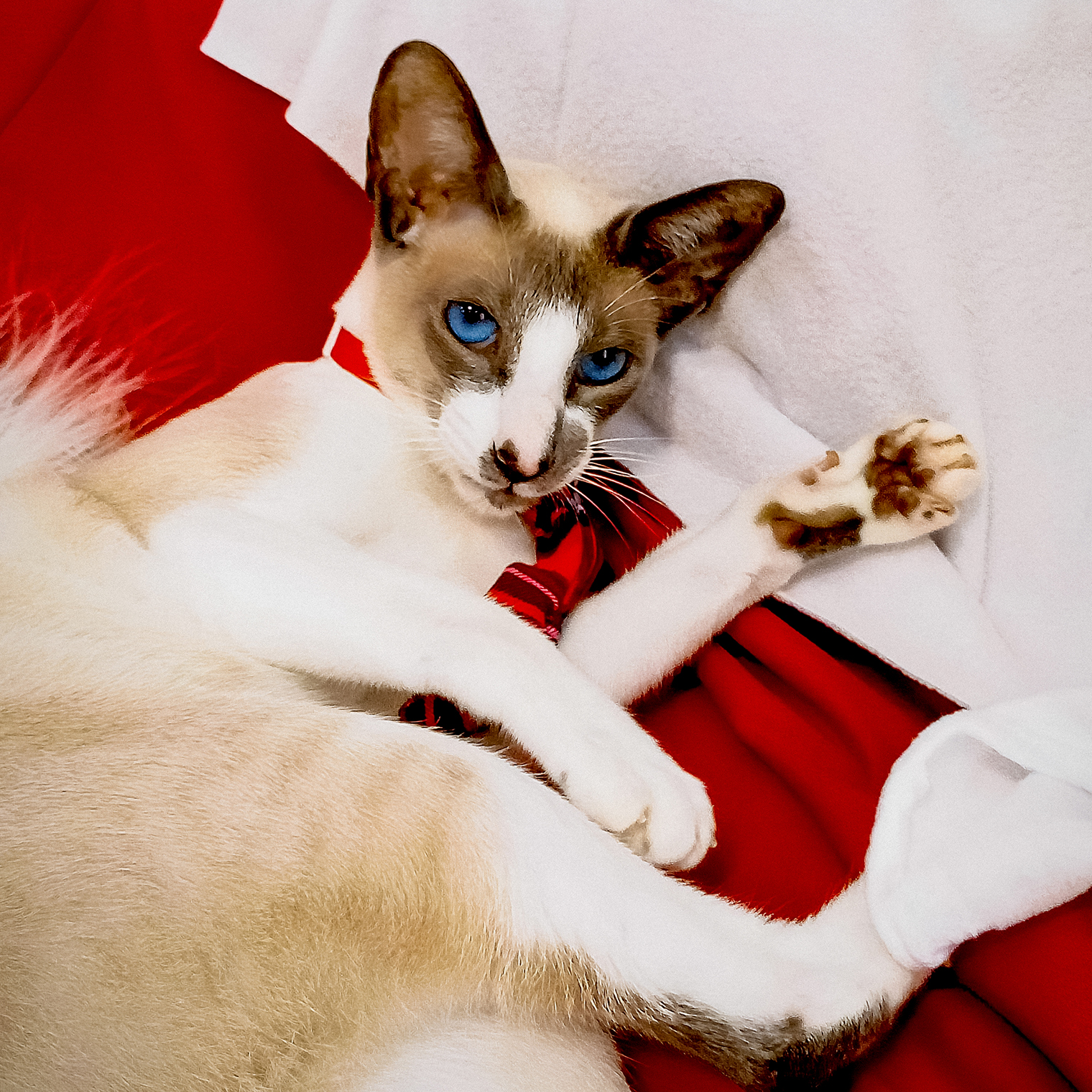 Наш кот — прелесть же