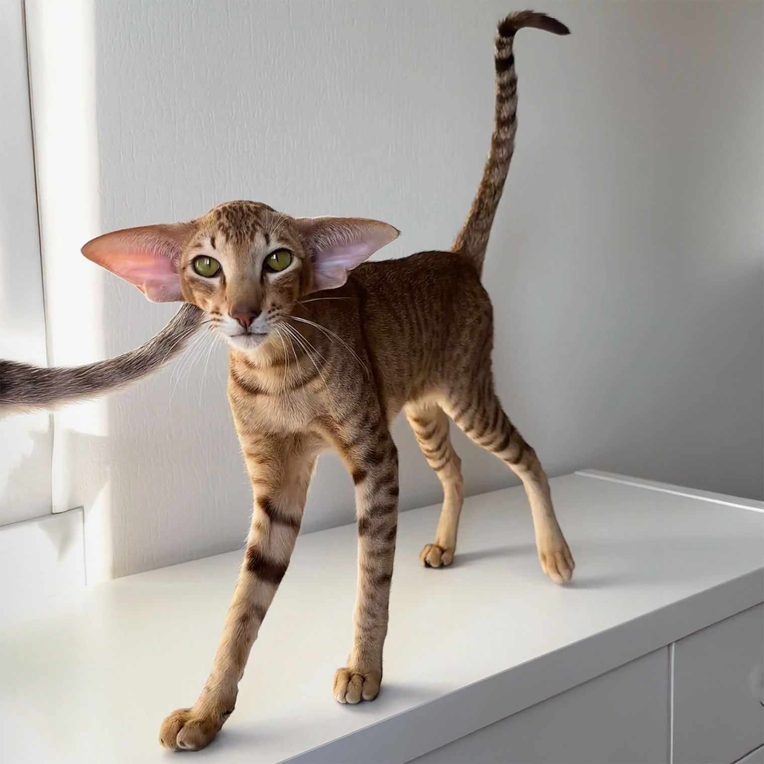 Так выглядит ориентал. Фотография: Татьяна Надорова